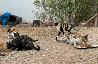PROJECT 3 In Namaa Bay “Gold Sharm” – Stray Cats Population