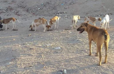 Project 22 – Ruwaysat – 50 Dogs Start: August 22, 2024