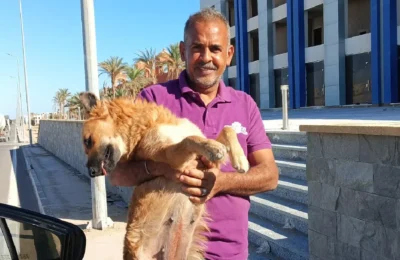 PROJECT 4 Rixos Radamis Area – Stray Dog Pack