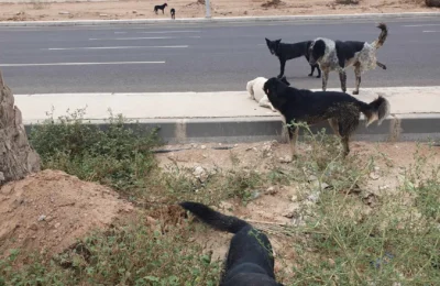 PROJECT 1 A Pack of 8 Dogs – Laguna Vista Area