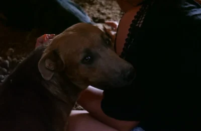 Project 19 – Vaccination of 16 Puppies