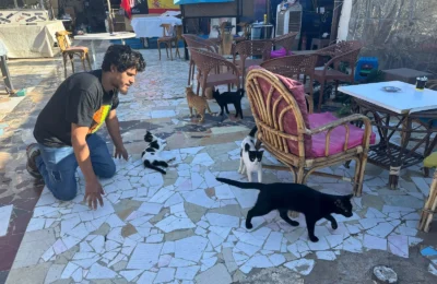PROJECT 5 Part 2 – Cats in “Gold Sharm”