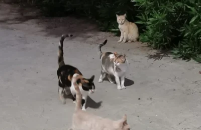 24.05.2024 – Campaign “Water for the Street Animals”