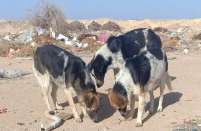 Project 27 – 50 dogs in Ruwaysat and Hay El Nour